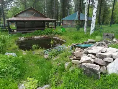 Байкальский кедр - 34