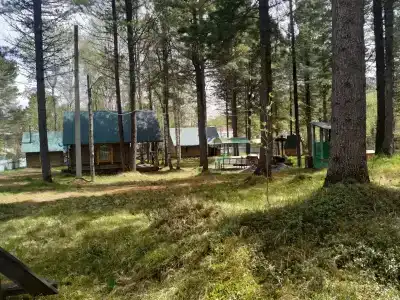Байкальский кедр - 33