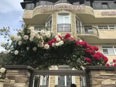 Аристократ - 14