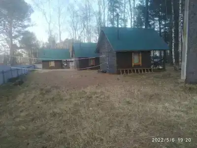 Байкальский кедр - 19