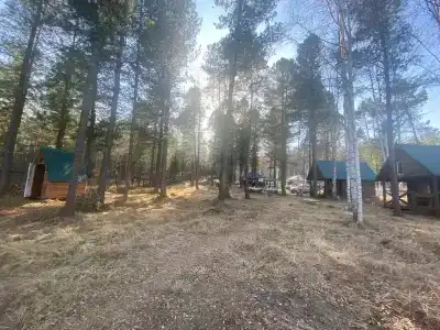 Байкальский кедр - 31