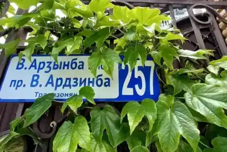 Бугенвиллия - 9