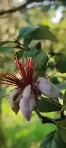 Садовый Двор - 11