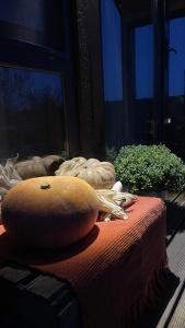 Sova House - 12
