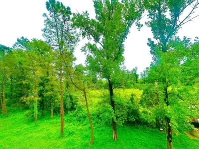 Imeri Park - 33