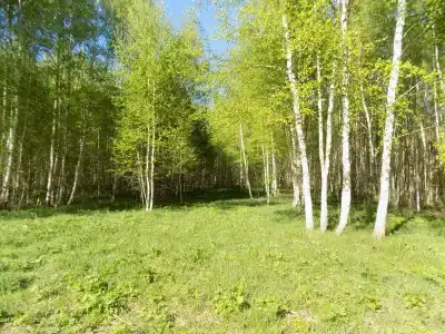 Свистуново - 18