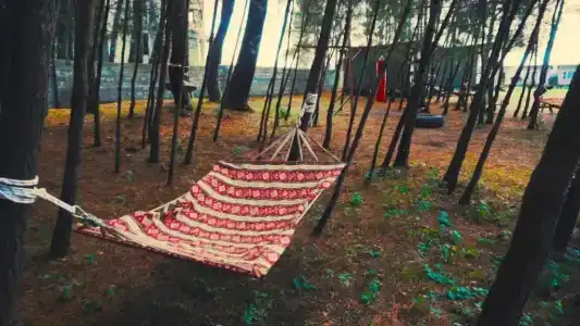 Forest Club - 12