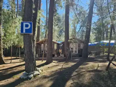 Forest Club - 13