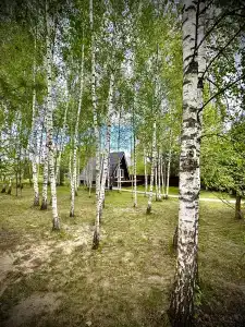 Три лисы - 28