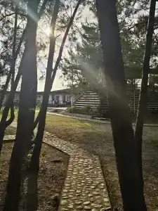 Forest Club - 10