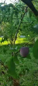 Садовый Двор - 7