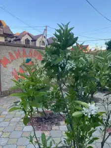Мандарин - 20