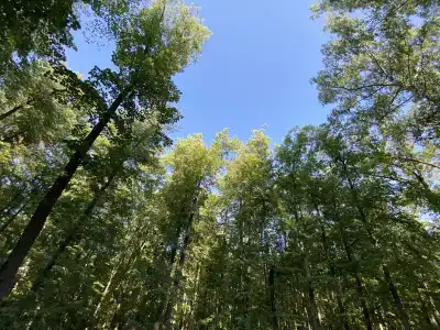 Зеленый Бор - 4