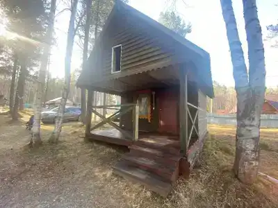 Байкальский кедр - 28