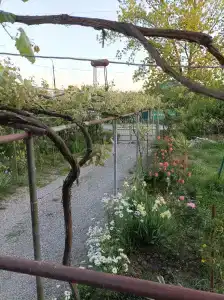 Лучик - 50