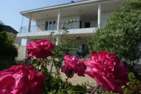 Глициния - 6
