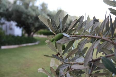 Arinnanda Cesme - 151