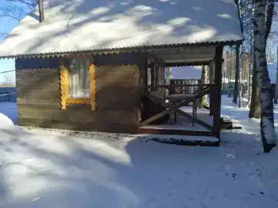Байкальский кедр - 4