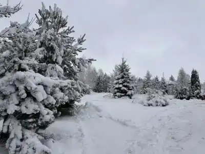 Первая Лошадь - 4