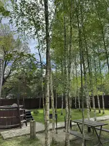 Три лисы - 30