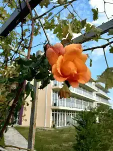 Тихий дворик - 2
