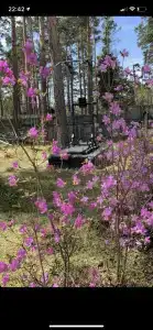 Подснежник - 13