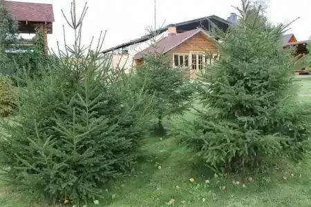 Георгиевский - 20