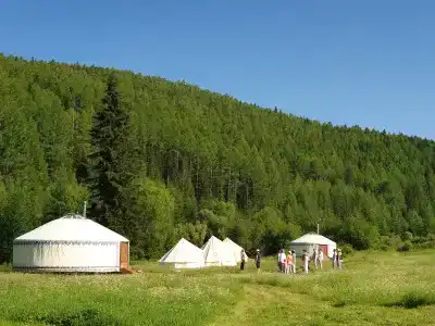 Кедровая сова - 2