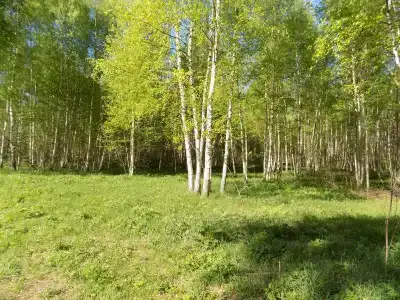 Свистуново - 17