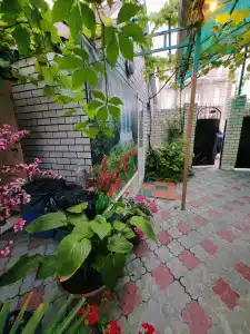 Лаванда - 11