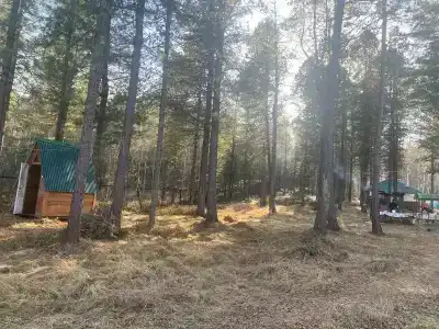 Байкальский кедр - 24
