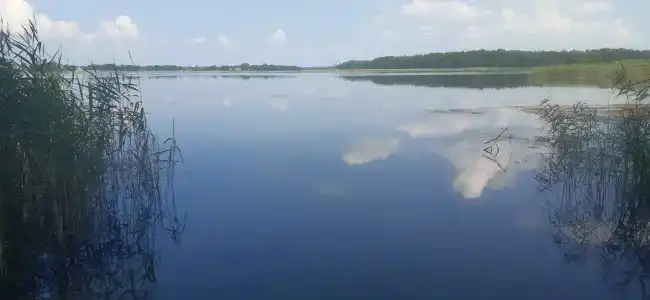 Сосны - 0