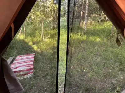 Звездный лес - 100