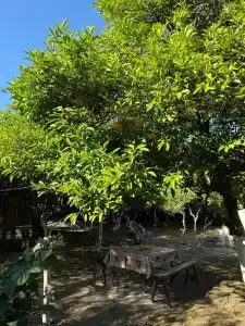 Артур и Сусанна - 29