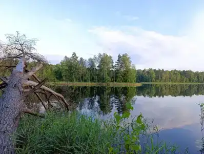 Жарынка - 5