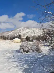 Кедровая сова - 13