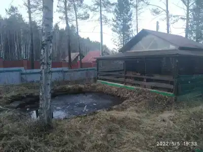 Байкальский кедр - 15