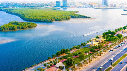 Mangrove - 57
