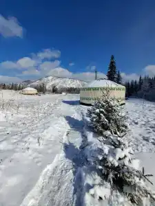Кедровая сова - 10