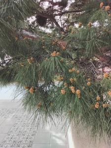 Ооо Альтаир Гостиничный Комплекс Бухта - 34