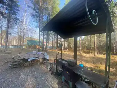 Байкальский кедр - 29