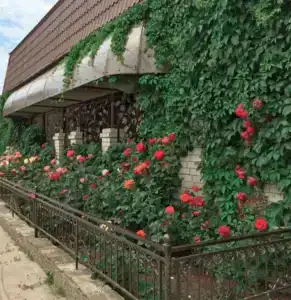 Дельфиния - 1