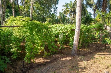 Siddhalepa Ayurveda Resort - All Meals, Ayurveda Treatment and Yoga - 37
