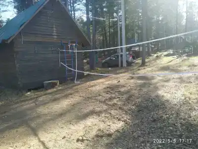 Байкальский кедр - 8