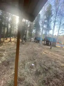 Байкальский кедр - 22