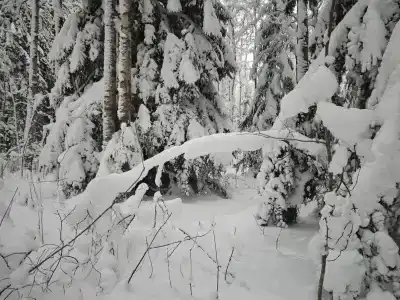 Семейный - 32