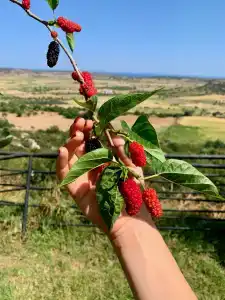 Celebi Garden - Sustainable Tourism Pet Friendly - 20