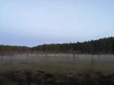 Лось - 46