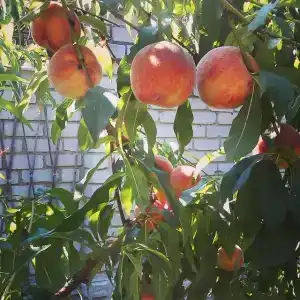 Южный Дворик - 48