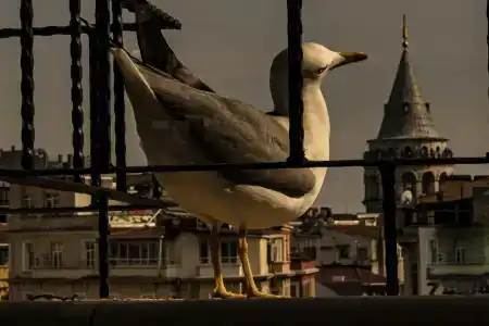 Galata m84 - 5
